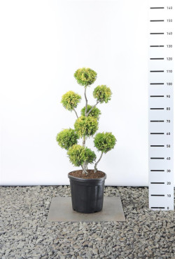Tuja vakarinė (Lot Thuja occ.) 'Yellow Ribbon' MULTIB 60-80 C20 EXTRA