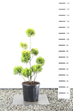 Tuja vakarinė (Lot Thuja occ.) 'Yellow Ribbon' MULTIB 80-100 C20 - nuotrauka 1