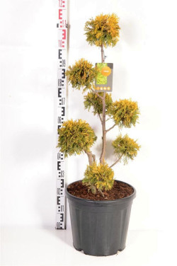 Tuja vakarinė (Lot Thuja occ.) 'Yellow Ribbon' MULTIB 80-100 C20 - nuotrauka 2