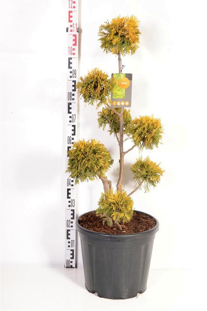 Tuja vakarinė (Lot Thuja occ.) 'Yellow Ribbon' MULTIB 80-100 C20