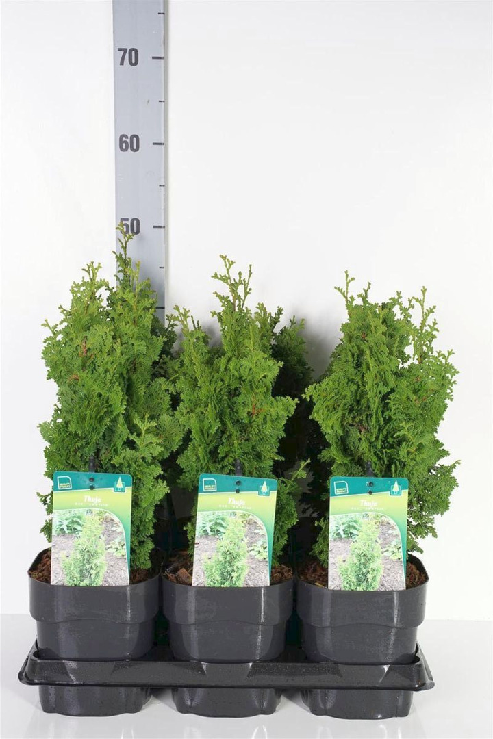 Tuja vakarinė (Lot Thuja occ.) 'Zmatlic' C2/P17 25-30 CM | TUJOS | SPYGLIUOČIAI