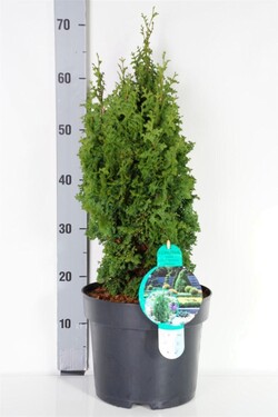 Tuja vakarinė (Lot Thuja occ.) 'Zmatlic' C7,5/P26 40-50 CM