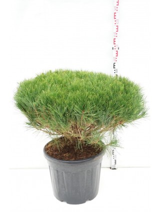 Pušis Gausiažiedė (Lot Pinus Densiflora) 'Alice Verkade' C55 100+CM-PUŠYS-SPYGLIUOČIAI