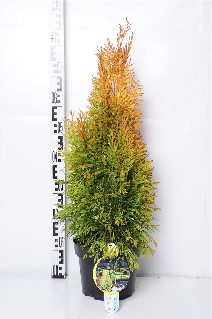 Tuja didžioji (Lot Thuja pl.) '4ever Goldy' C5/P23 40-50 CM | TUJOS | SPYGLIUOČIAI