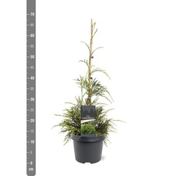 Tuja didžioji (Lot Thuja pl. ‘Aldrich Mountain’) C3/P19 40-50 CM | TUJOS | SPYGLIUOČIAI