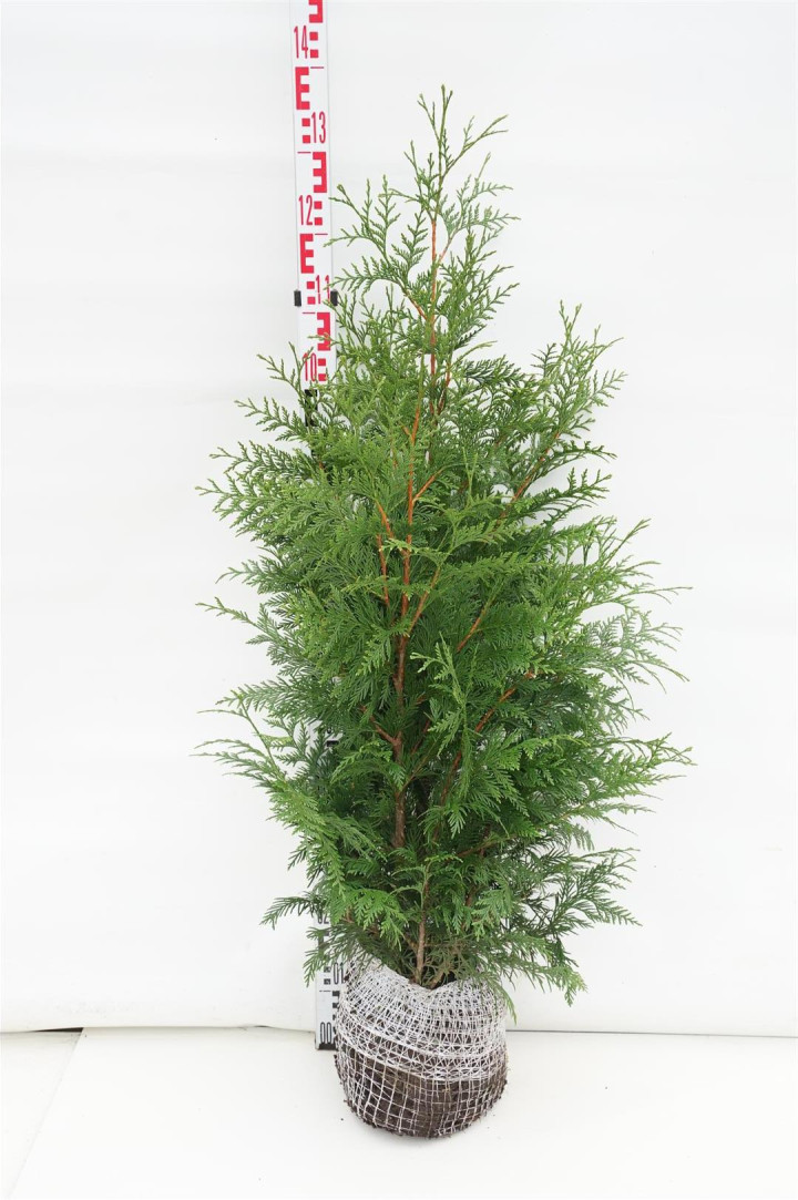 Tuja didžioji (Lot Thuja pl.) 'Atrovirens' 80-100 CM RB
