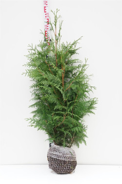 Tuja didžioji (Lot Thuja pl.) 'Atrovirens' 100-120 CM RB