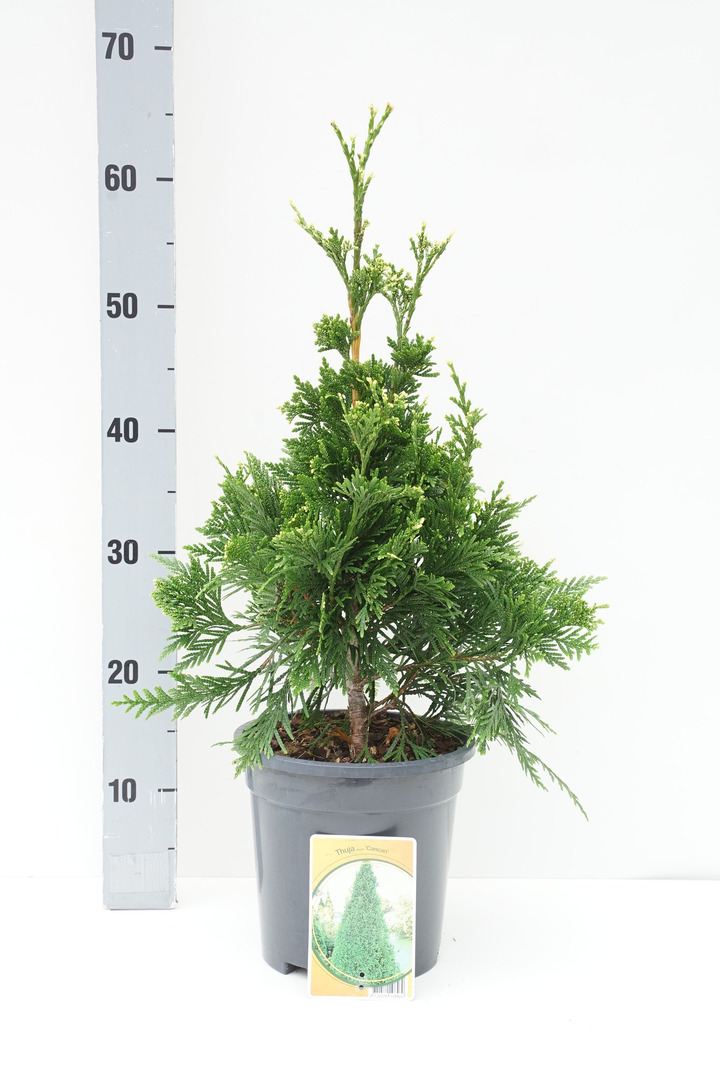 Tuja didžioji (Lot Thuja pl.) 'Can-Can' C3/P19 30-40 CM | TUJOS | SPYGLIUOČIAI