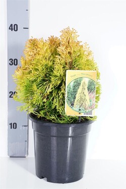Tuja didžioji (Lot Thuja pl.) 'Flip Magic Moment' C3/P19 30-40 CM