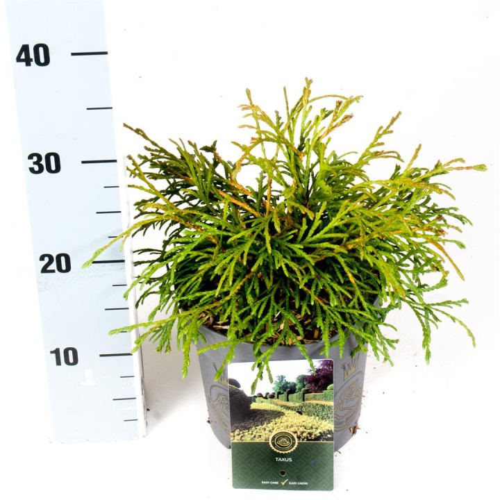 Tuja didžioji (Lot Thuja pl.) 'Kagers Beauty' C5/P23 25-30 CM