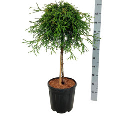 Tuja didžioji (Lot Thuja pl.) 'Kagers Beauty' C15 STIEBAS 60 CM Ø 50-60