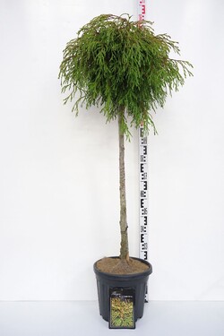 Tuja didžioji (Lot Thuja pl.) 'Kagers Beauty' C15 KOTAS 100 CM | TUJOS | SPYGLIUOČIAI