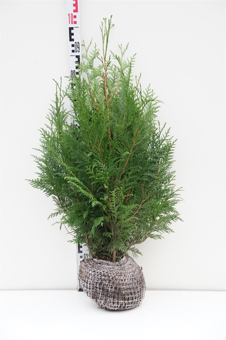 Tuja didžioji (Lot Thuja pl.) 'Martin' RB 60-80 CM
