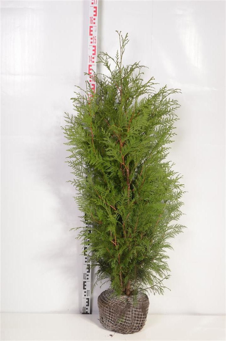 Tuja didžioji (Lot Thuja pl.) 'Martin' 100-120 CM RB
