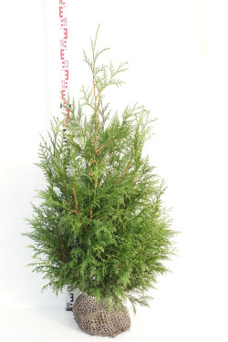 Tuja didžioji (Lot Thuja pl.) 'Martin' 100-125 CM RB | TUJOS | SPYGLIUOČIAI