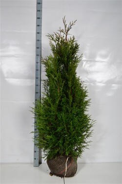 Tuja didžioji (Lot Thuja pl.) 'Martin' 120-140 CM RB EXTRA