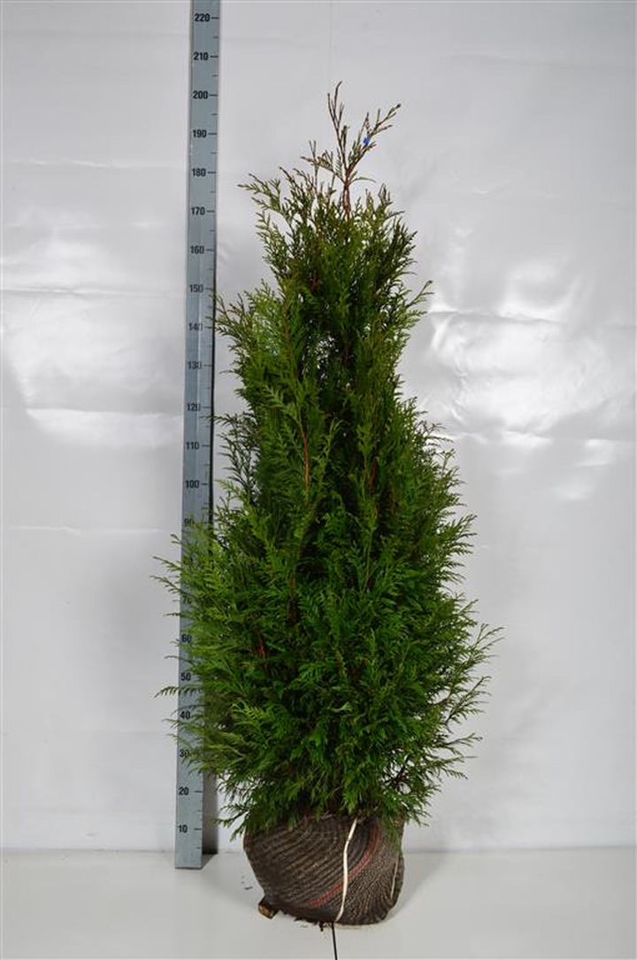 Tuja didžioji (Lot Thuja pl.) 'Martin' 120-140 CM RB EXTRA