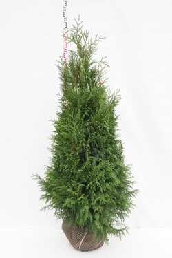 Tuja didžioji (Lot Thuja pl.) 'Martin' 140-160 CM RB  EXTRA - nuotrauka 1