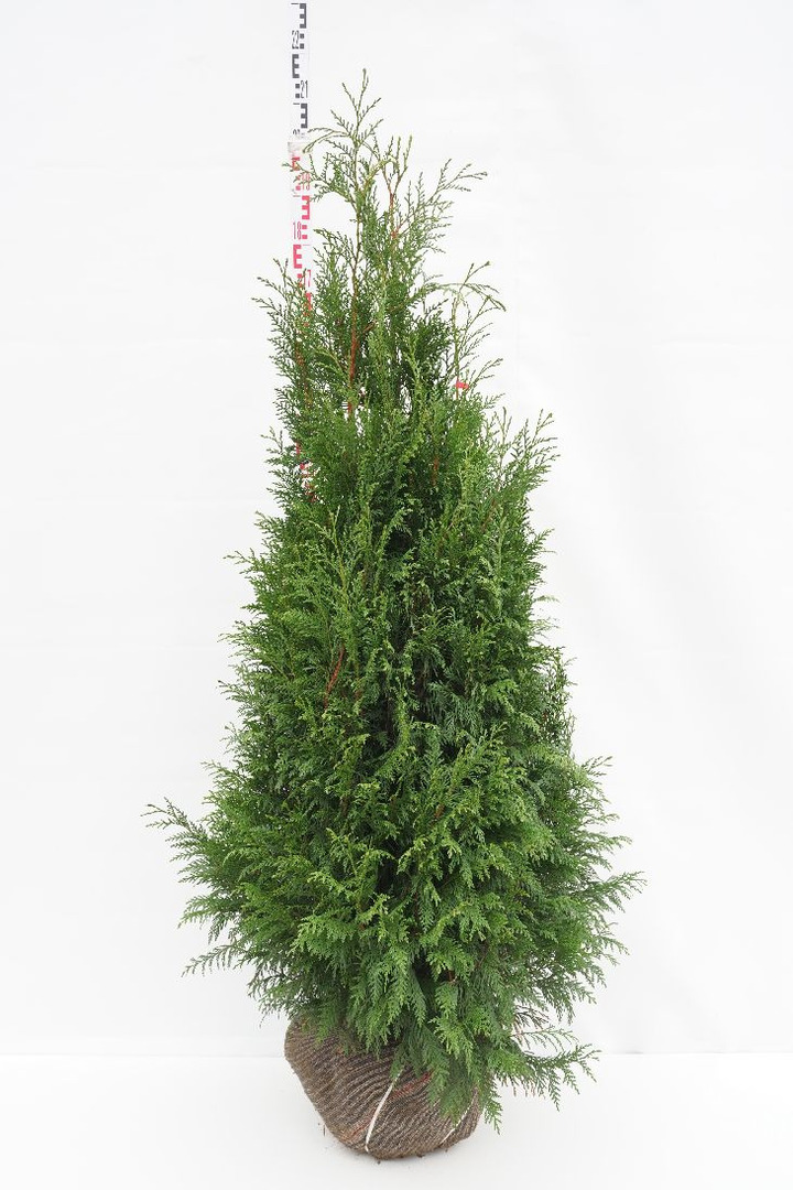 Tuja didžioji (Lot Thuja pl.) 'Martin' 140-160 CM RB  EXTRA