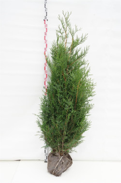 Tuja didžioji (Lot Thuja pl.) 'Martin' 160-180 CM RB