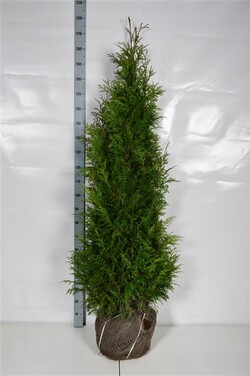 Tuja didžioji (Lot Thuja pl.) 'Martin' 160-180 CM RB EXTRA
