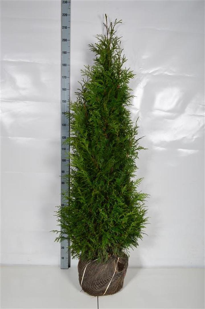 Tuja didžioji (Lot Thuja pl.) 'Martin' 160-180 CM RB EXTRA