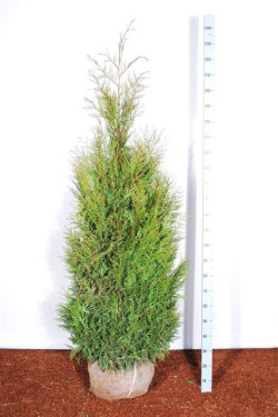 Tuja didžioji (Lot Thuja pl.) 'Martin' 180-200 CM RB EXTRA - nuotrauka 1