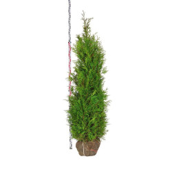 Tuja didžioji (Lot Thuja pl.) 'Martin' 180-200 CM RB EXTRA - nuotrauka 2