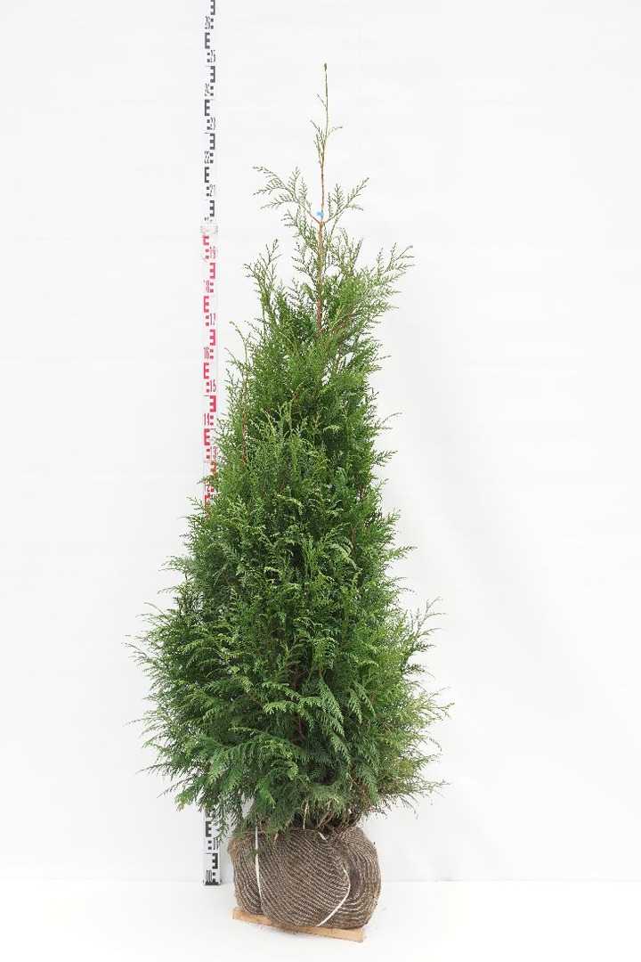 Tuja didžioji (Lot Thuja pl.) 'Martin' 200-225 CM RB EXTRA