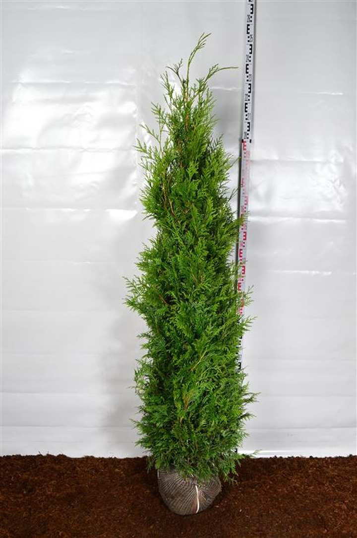 Tuja didžioji (Lot Thuja pl.) 'Martin' 200-225 CM RB EXTRA