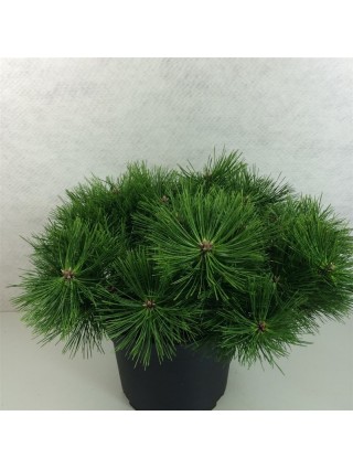 Pušis Gausiažiedė (Lot Pinus Densiflora) 'Jane Kluis' C10 40-50CM-PUŠYS-SPYGLIUOČIAI