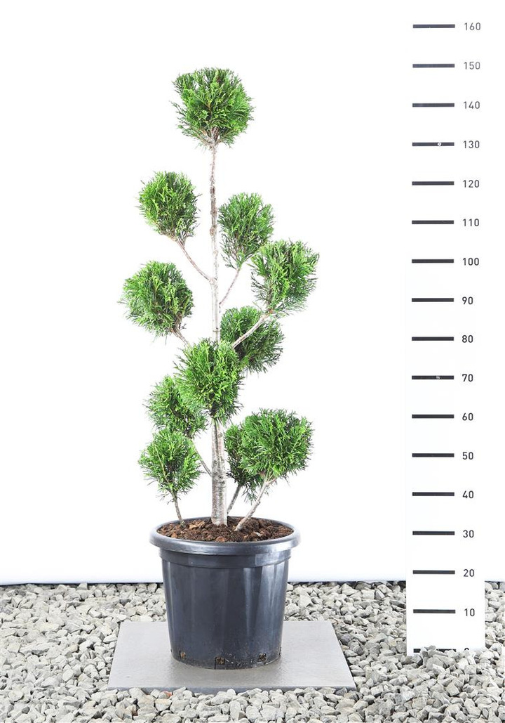 Tuja didžioji (Lot Thuja pl.) 'Martin' M.BALL 100-125E C20