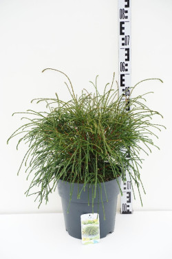 Tuja didžioji (Lot Thuja pl.) 'Whipcord' C10 30-40 CM | TUJOS | SPYGLIUOČIAI