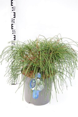Tuja didžioji (Lot Thuja pl.) 'Whipcord' C12 50-60 CM | TUJOS | SPYGLIUOČIAI