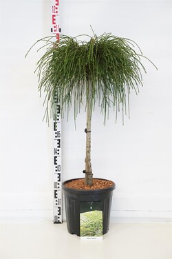 Tuja didžioji (Lot Thuja pl.) 'Whipcord' C15 STIEBAS 60 CM  Ø40-50 - nuotrauka 1