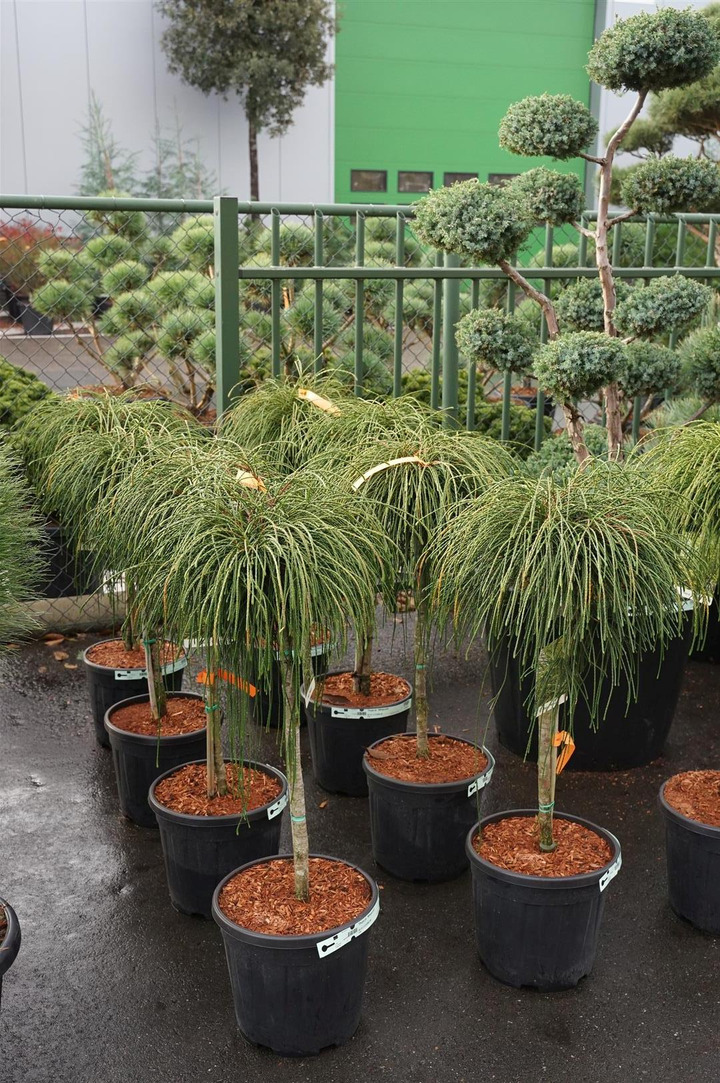 Tuja didžioji (Lot Thuja pl.) 'Whipcord' C15 STIEBAS 60 CM  Ø40-50