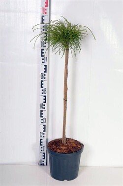 Tuja didžioji (Lot Thuja pl.) 'Whipcord' C7,5/P26 STIEBAS 60 CM