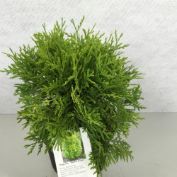 Tuja vakarinė (Lot Thuja occ.) 'Danica Aurea' C3/P19 25-30 CM