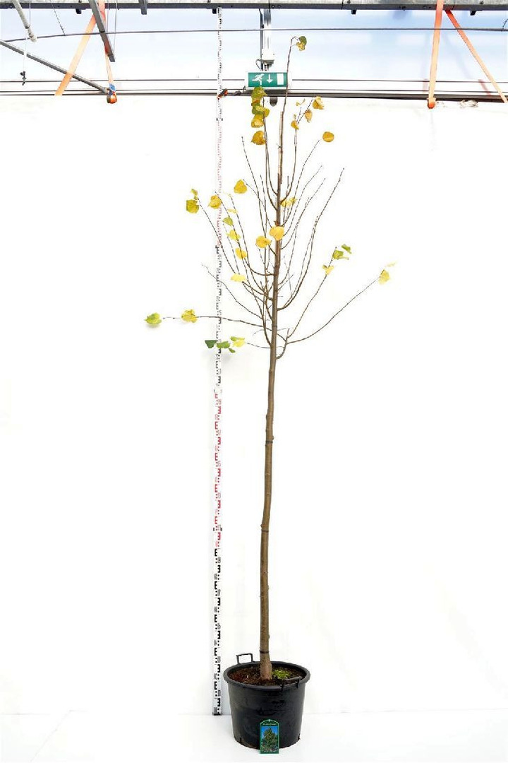 Liepa mažalapė (Lot Tilia cordata) 'Greenspire' C50 KAMIENO APIMTIS 12-14 CM STANDARD