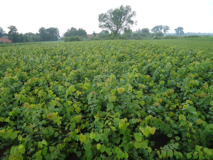 Liepa mažalapė (Lot Tilia cordata)  1+1 50-80 CM