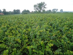 Liepa mažalapė (Lot Tilia cordata)  1+2 80-120 CM