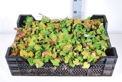 Širdžialapė tiarelė (Lot Tiarella cordifolia)  P9 JAUNI AUGALAI