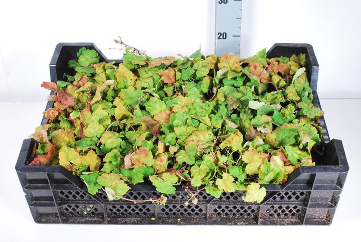 Širdžialapė tiarelė (Lot Tiarella cordifolia)  P9 JAUNI AUGALAI