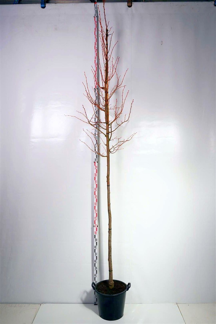Liepa mažalapė (Lot Tilia cordata) 'Winter Orange' C35 KAMIENO APIMTIS 10-12 CM STANDARD