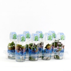 Plūduriuojantysis agaras (Lot Trapa natans)  PLASTIC POT