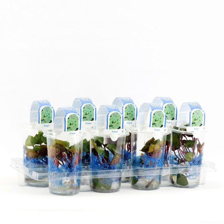 Plūduriuojantysis agaras (Lot Trapa natans)  PLASTIC POT
