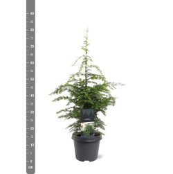 Cūga kanadinė (Lot Tsuga canadensis) C5/P23 60-80 CM | CŪGOS | SPYGLIUOČIAI