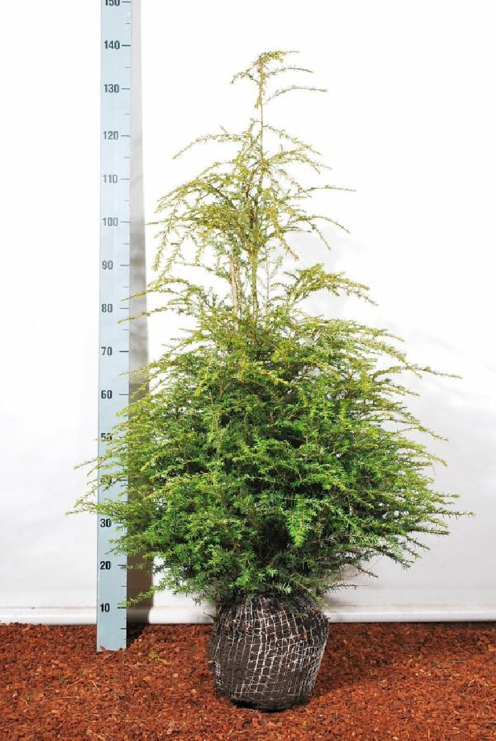 Cūga kanadinė (Lot Tsuga canadensis)  80-100 CM RB