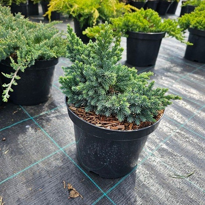 Kadagys Žvynuotasis (Lot Juniperus Squamata) BLUE STAR C3-KADAGIAI-SPYGLIUOČIAI