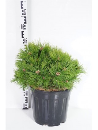 Pušis Gausiažiedė (Lot Pinus Densiflora) 'Low Glow' C15 40-50CM-PUŠYS-SPYGLIUOČIAI